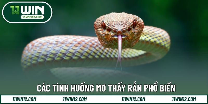 Các tình huống mơ thấy rắn phổ biến