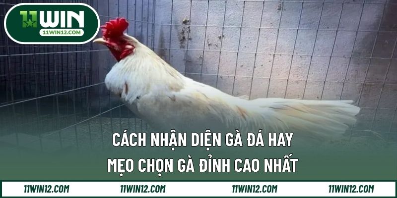 cách nhận diện gà đá hay