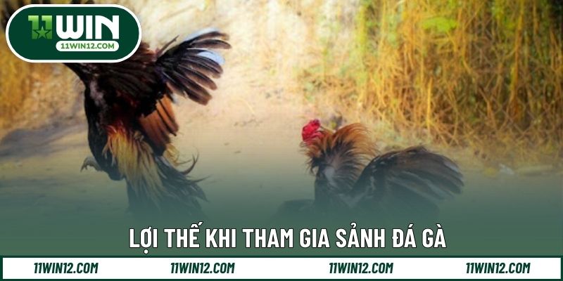 Lợi thế khi tham gia sảnh đá gà