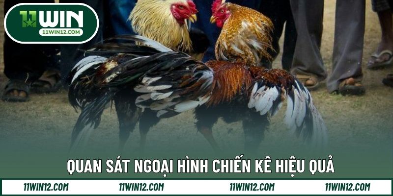 Quan sát ngoại hình chiến kê hiệu quả