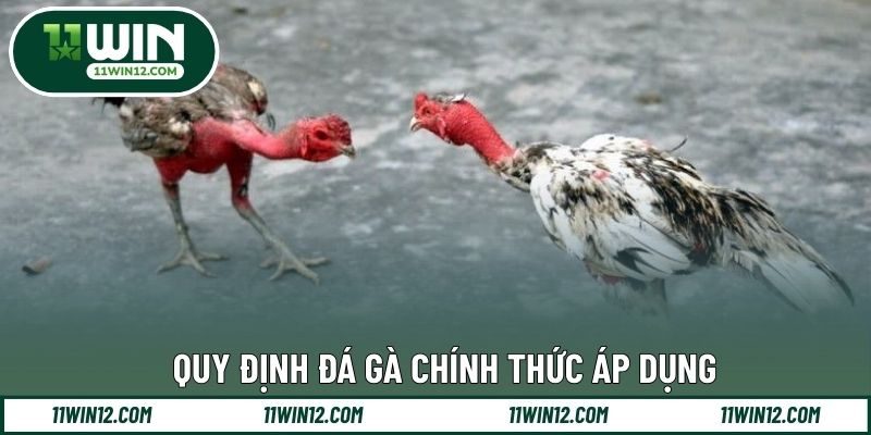 Quy định đá gà chính thức áp dụng