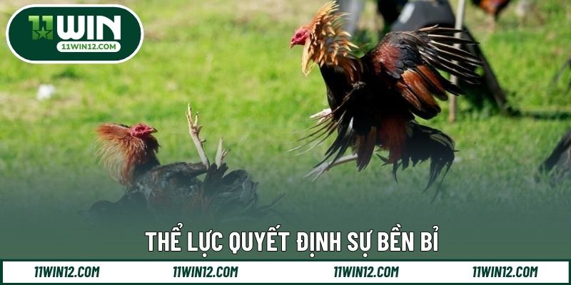 Thể lực quyết định sự bền bỉ