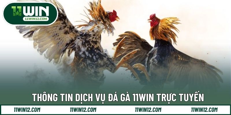 Thông tin dịch vụ đá gà 11WIN trực tuyến