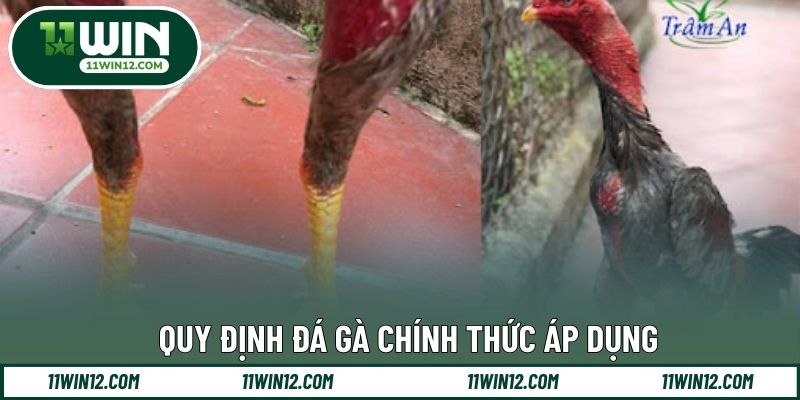 Ý nghĩa vảy gà đá hay trong phân tích tiềm năng